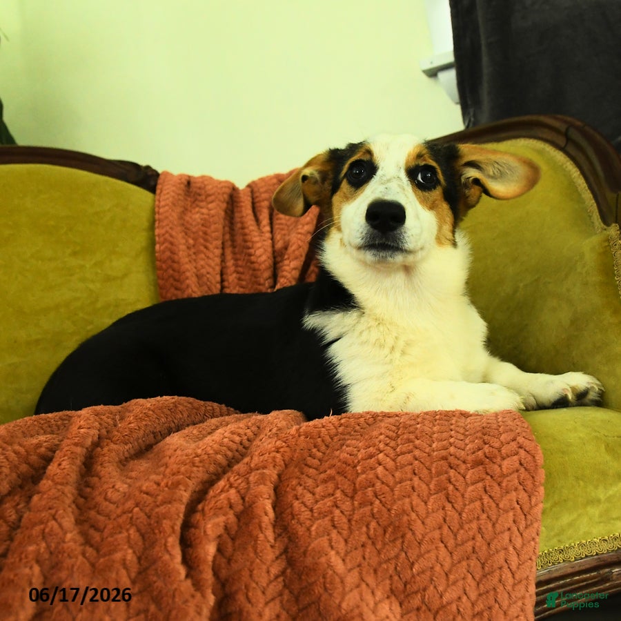 Welsh Corgi Pembroke dogs Tiffany - Ad 2