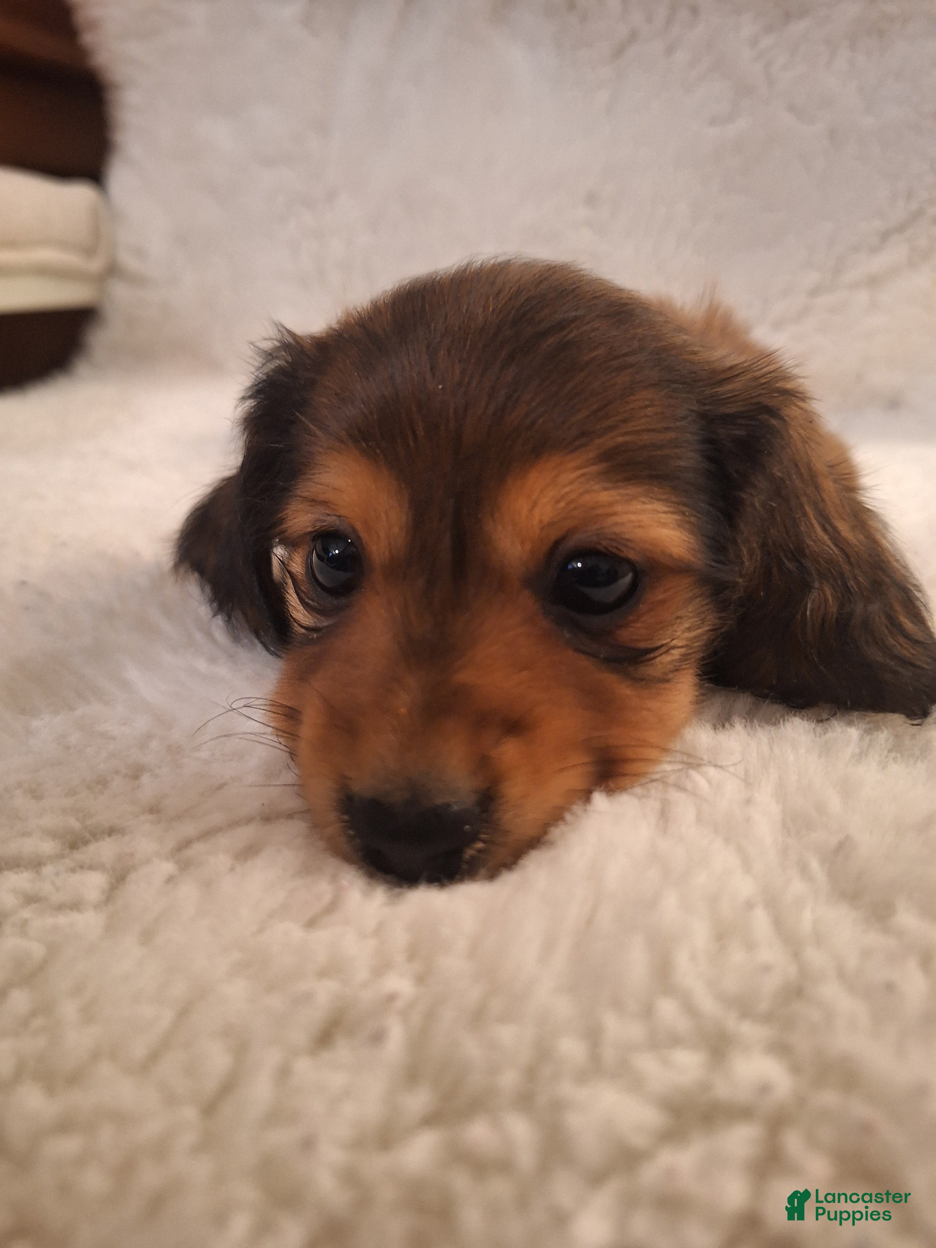 Miniature Dachshund dogs Daisy - Ad 18