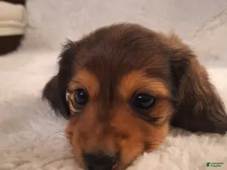 Miniature Dachshund dogs Daisy - Ad 18