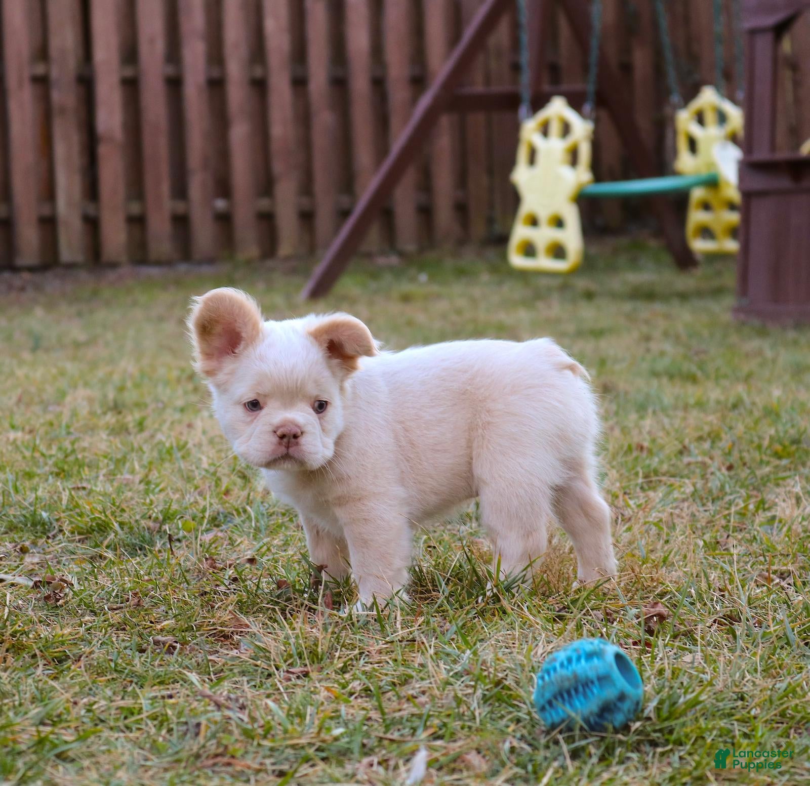 French Bulldog dogs French Bulldog Puppy 1 - Ad 1