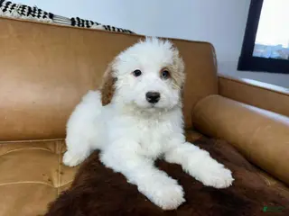 Mini Bernedoodle dogs DEXTER - Ad 28