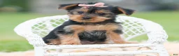 Yorkshire Terrier dogs for sale: Gia - Ad 4