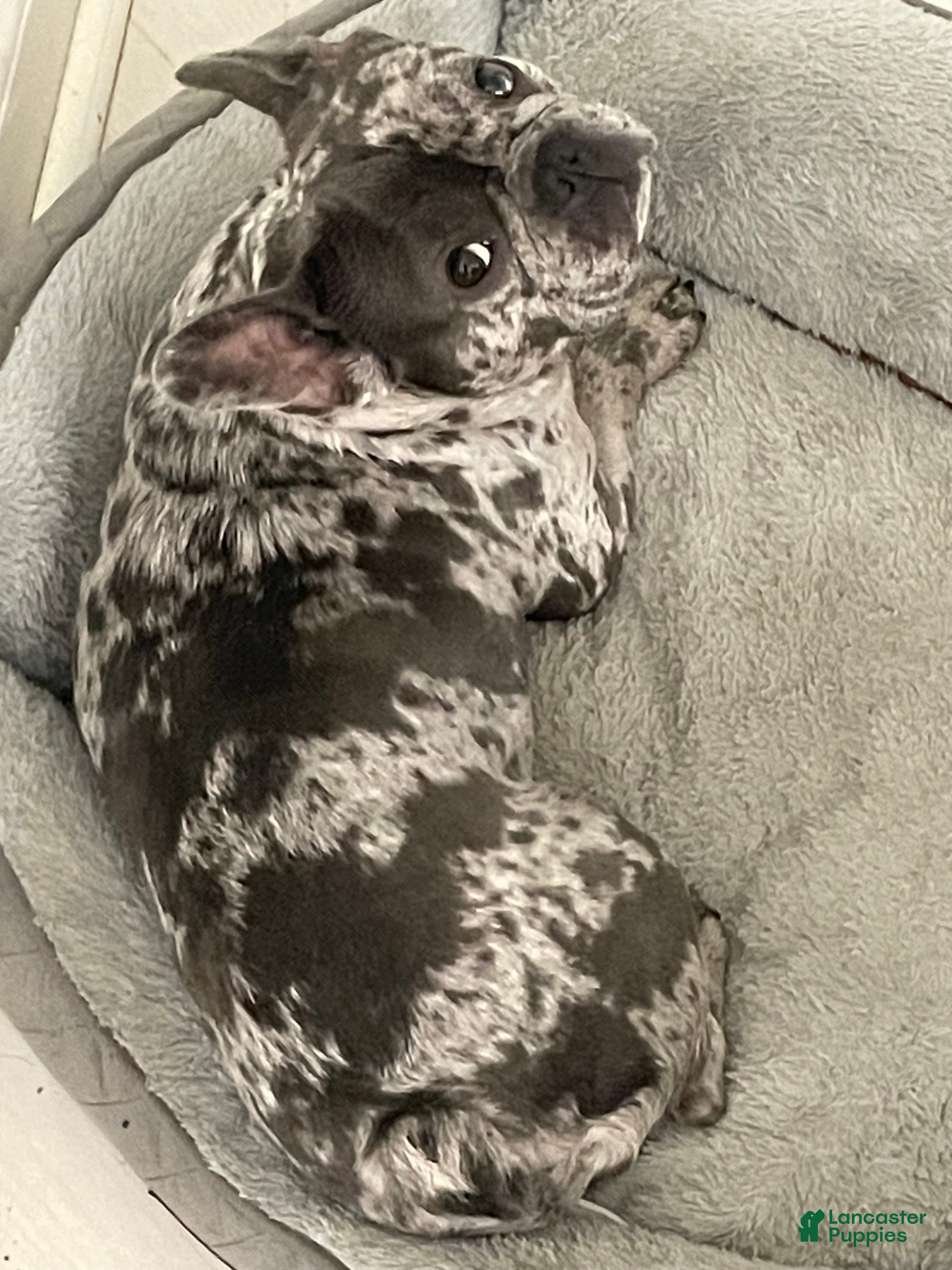 French Bulldog dogs for sale: Queso - Ad 1