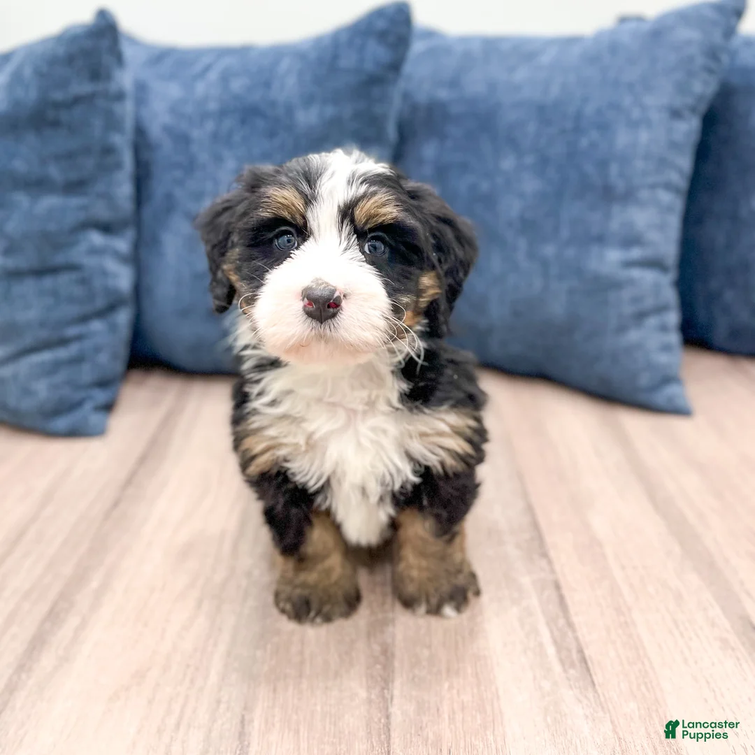 Mini Bernedoodle dogs for sale: Hank - Ad 2