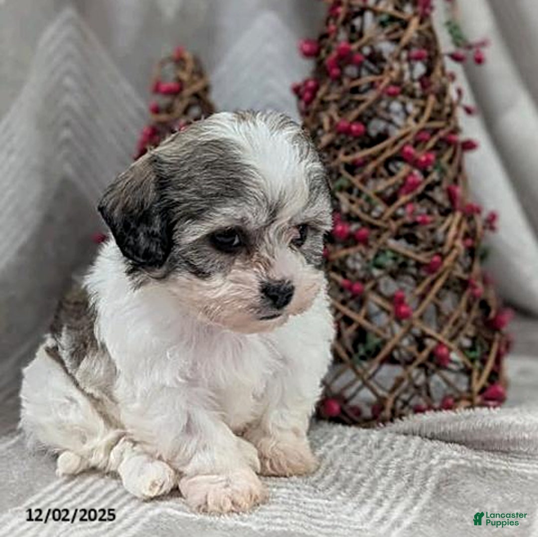 Teddy Bear dogs for sale: Izzy - Ad 5