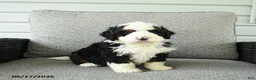 Bernedoodle dogs for sale: Scout - Ad 5
