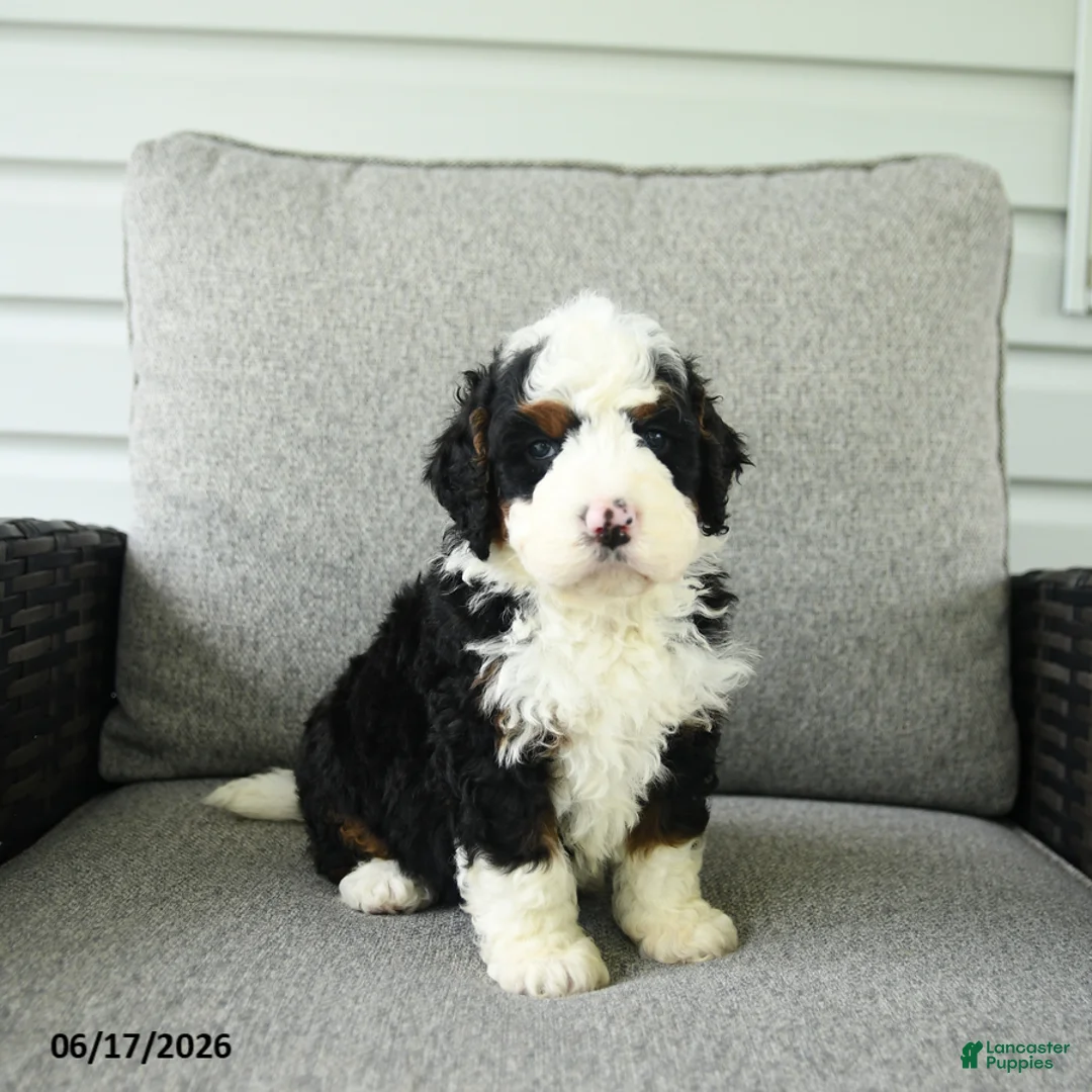 Bernedoodle dogs for sale: Scout - Ad 5