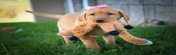 Labrador Retriever dogs for sale: NICKI - Ad 2