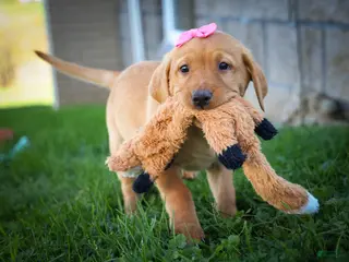 Labrador Retriever dogs NICKI - Ad 2