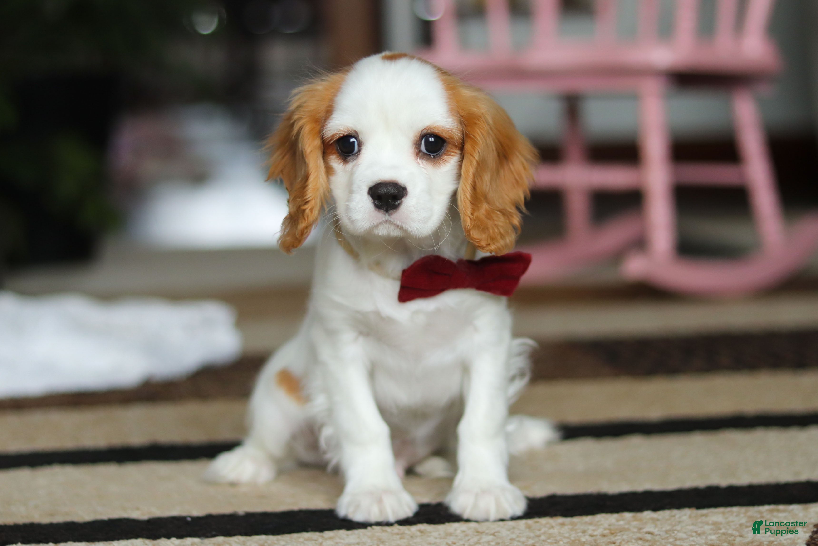 Cavalier King Charles Spaniel dogs for sale: Weston - Ad 1