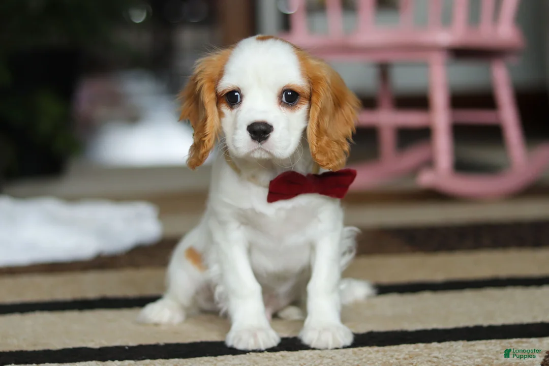 Cavalier King Charles Spaniel dogs for sale: Weston - Ad 1