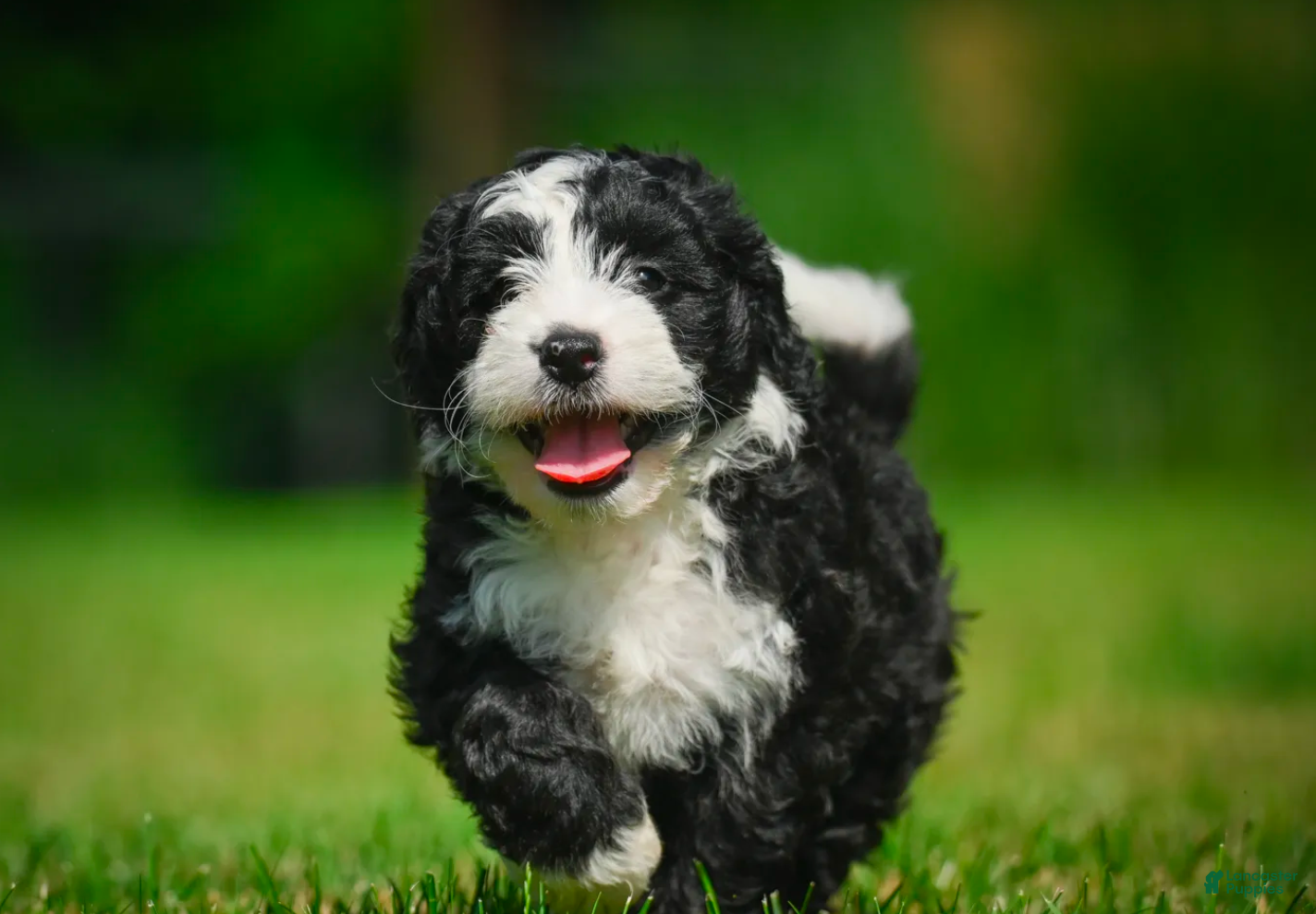 Mini Bernedoodle dogs Gunner - F1B - Ad 2