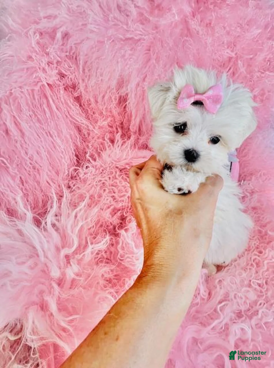 Maltese dogs for sale: Maltese Puppy 1 - Ad 2