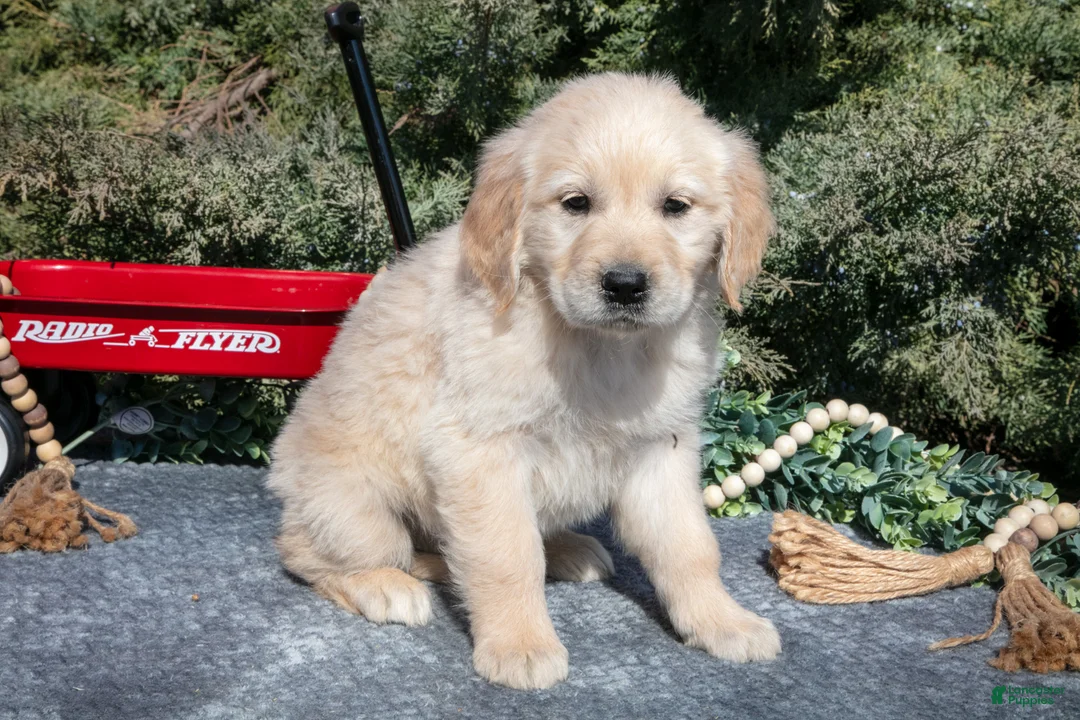 Golden Retriever dogs for sale: Marina - Ad 2