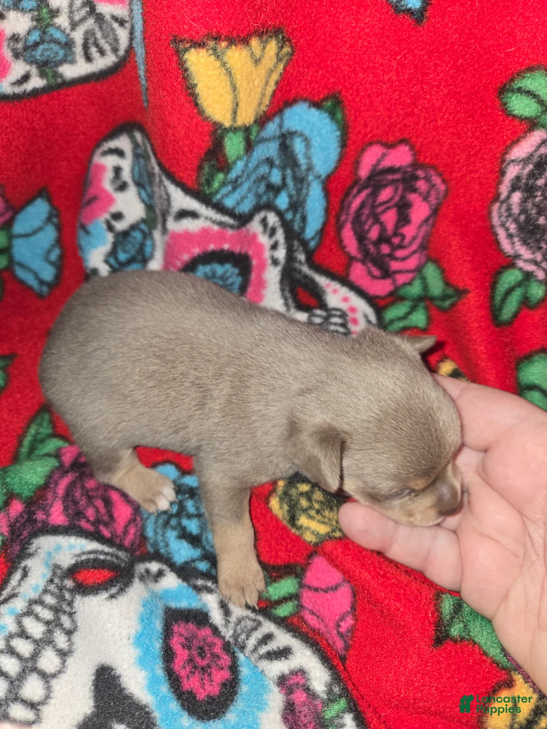 Chihuahua dogs for sale: Blue Girl - Ad 2