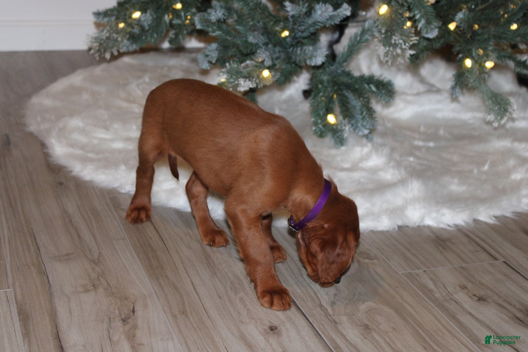 Mixed Breed dogs for sale: grace - Ad 4