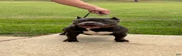 American Bully dogs for stud: Boom Boom - Ad 2