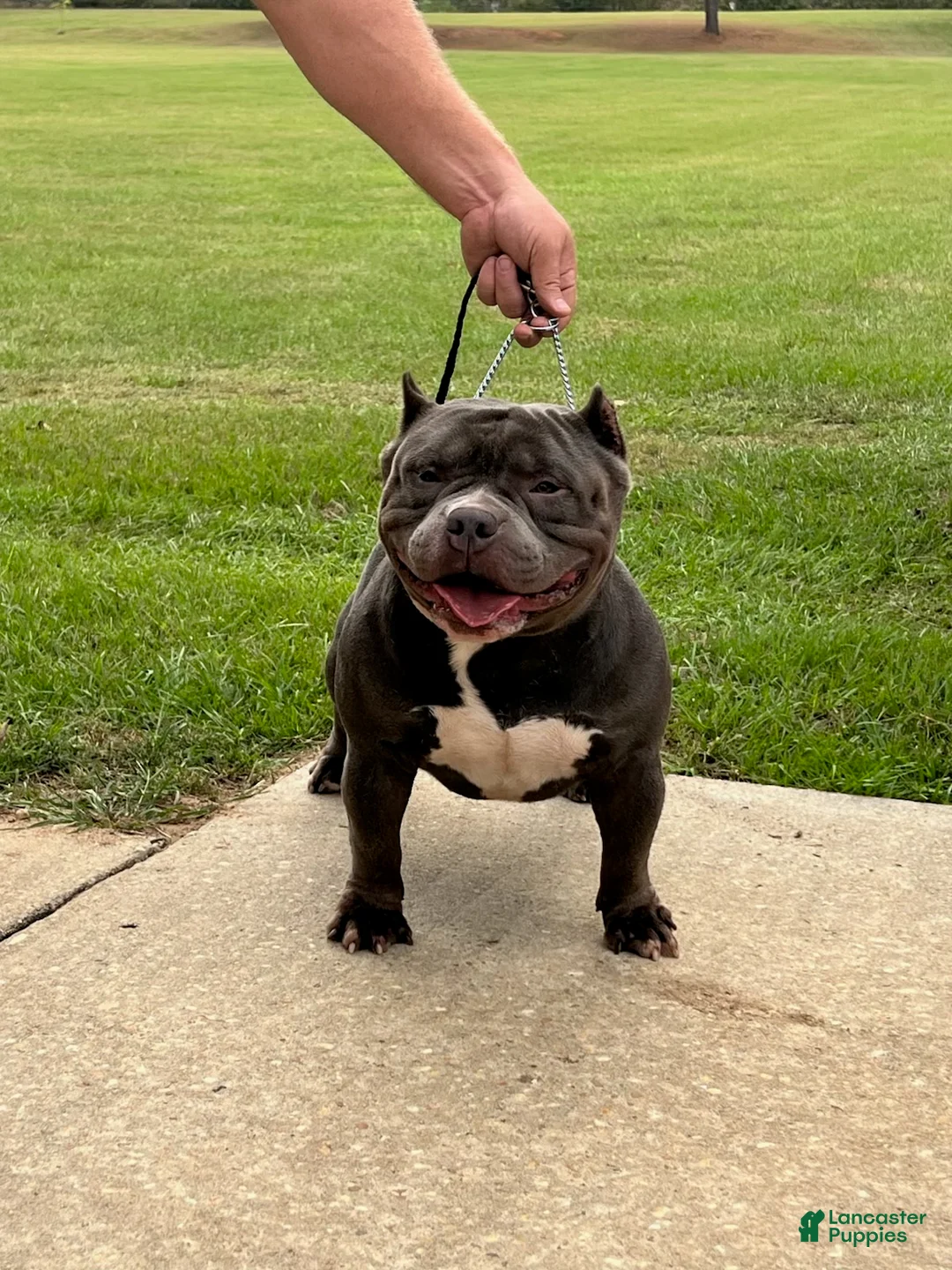 American Bully dogs for stud: Boom Boom - Ad 2