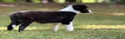 Border Collie dogs for sale: Shandy - Ad 3