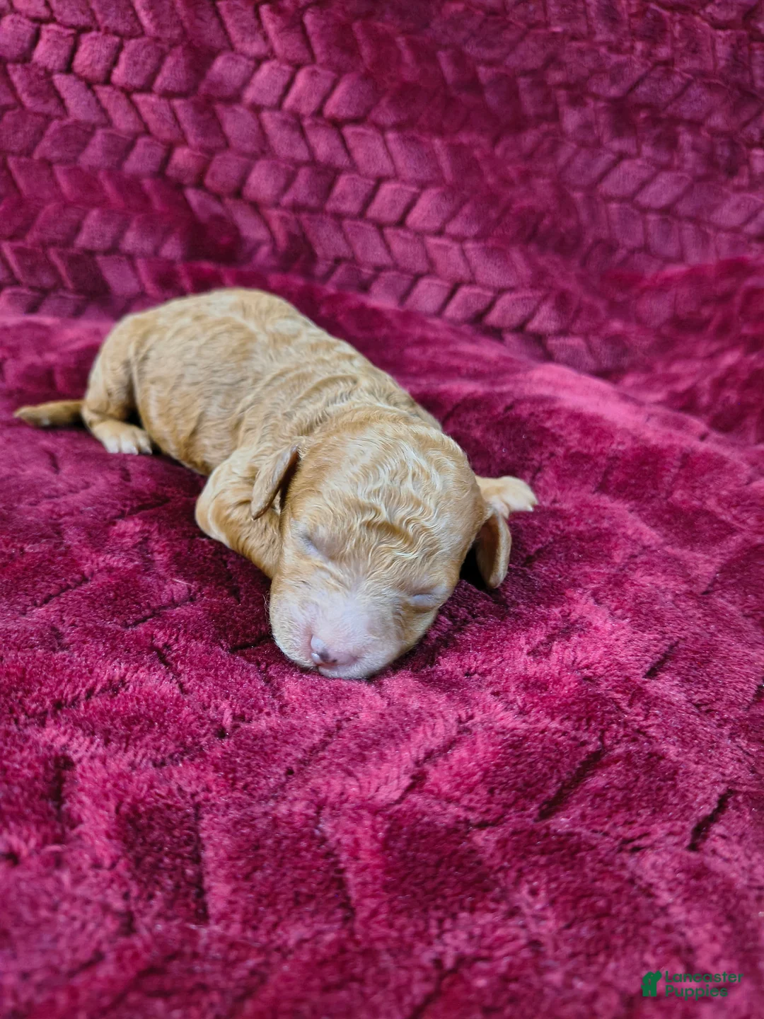Mini Goldendoodle dogs for sale: Copper  - Ad 2