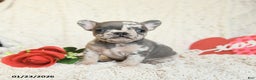 French Bulldog dogs for sale: Beverly - Ad 1