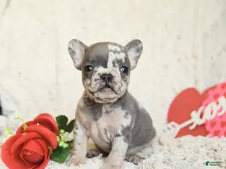 French Bulldog dogs for sale: Beverly - Ad 1