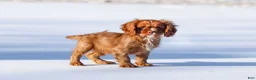 Cavalier King Charles Spaniel dogs for sale: Colsen - Ad 16