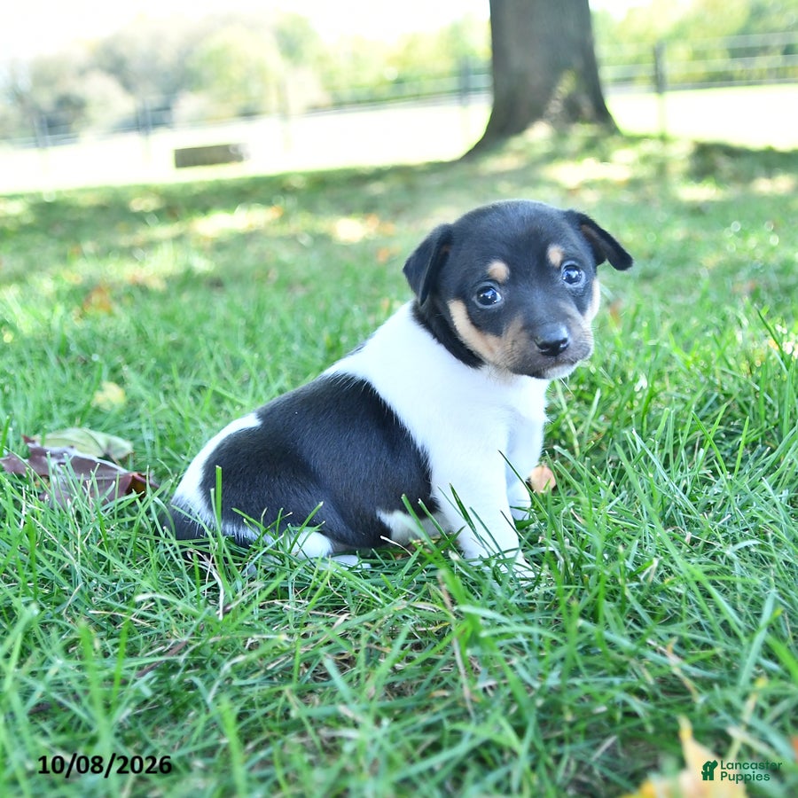 Pansy (Rat Terrier, Female) in Middlefield, OH