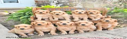 Golden Retriever dogs for sale: Blessing - Ad 5