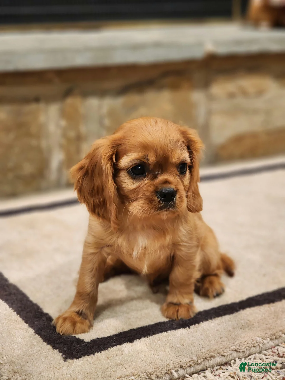 Cavalier King Charles Spaniel dogs for sale: Buck - Ad 1