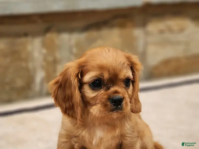 Cavalier King Charles Spaniel dogs for sale: Buck - Ad 4