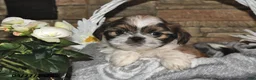 Shih Tzu dogs for sale: Shelly - Ad 4