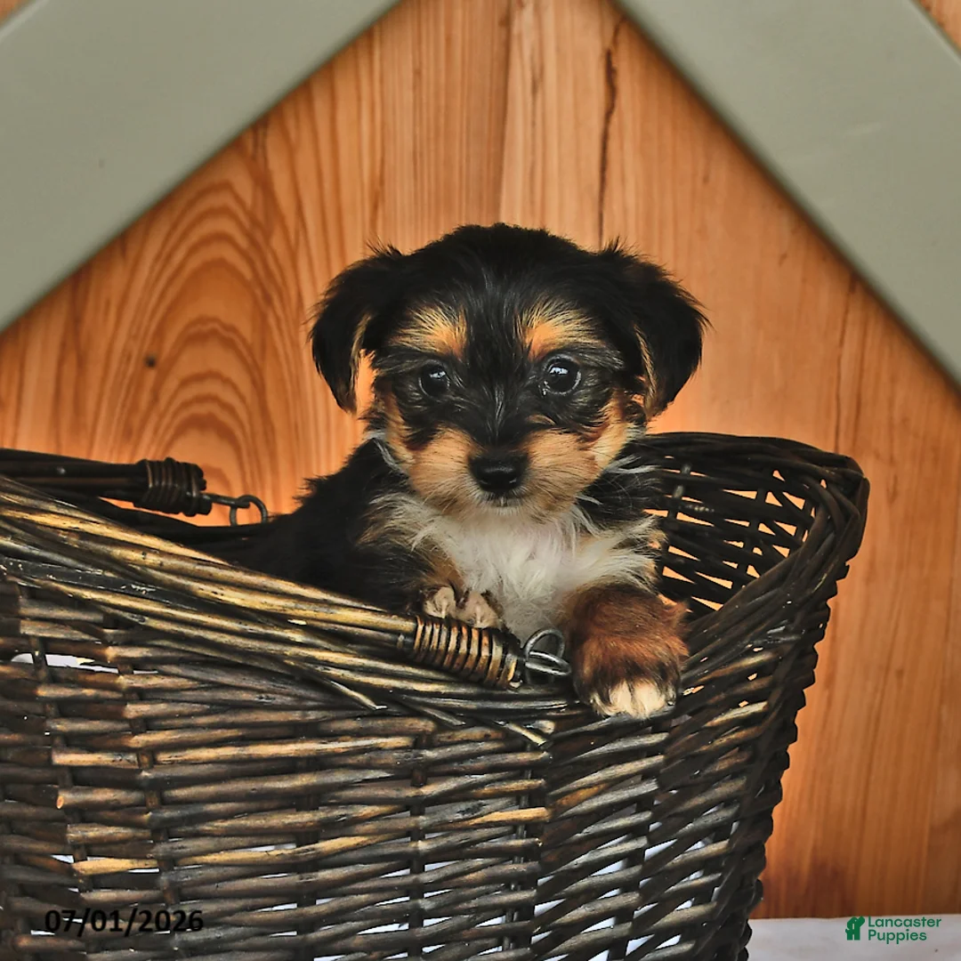 Mixed Breed dogs for sale: Roger - Ad 2