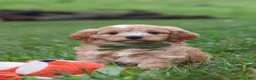 Cavapoo dogs for sale: Jett - Ad 10
