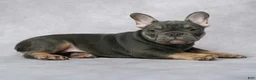 French Bulldog dogs for sale: Grant - Ad 4