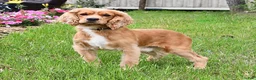 English Cocker Spaniel dogs for sale: Randy Lavern - Ad 7
