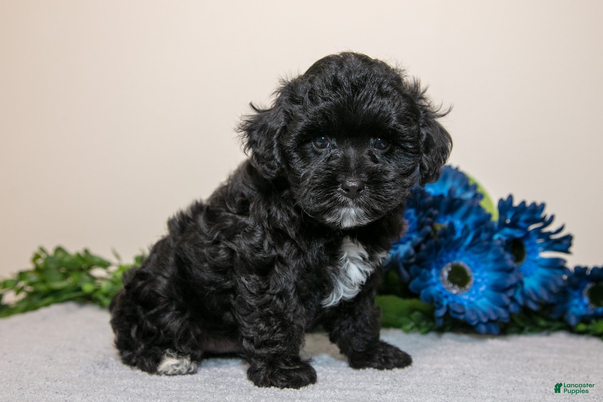 Yorkiepoo dogs Delta - Ad 2