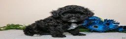 Yorkiepoo dogs for sale: Delta - Ad 2