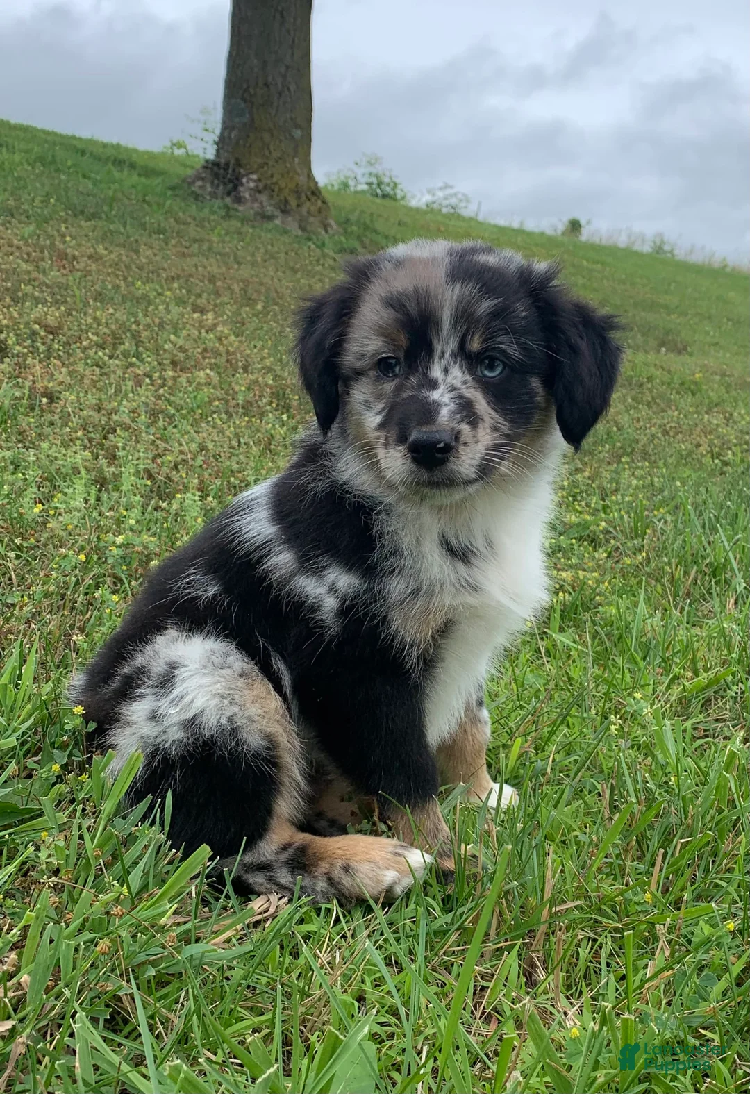 Gallery Image {{count}}