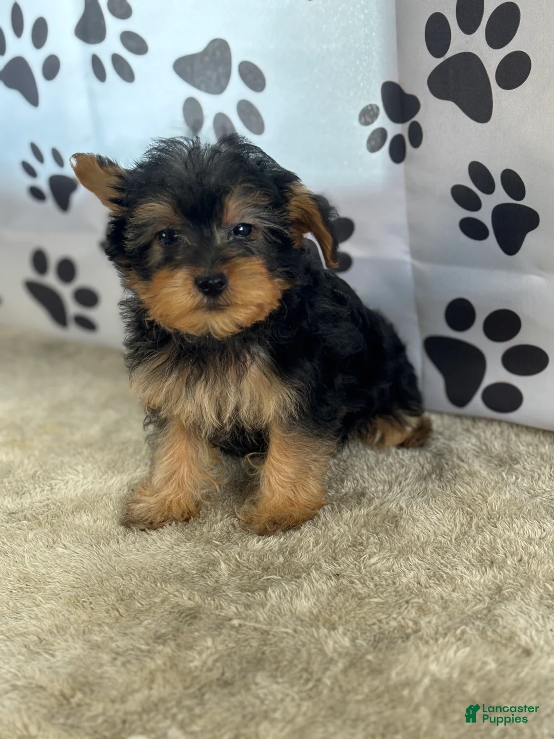 Yorkshire Terrier dogs for sale: Ivan - Ad 1