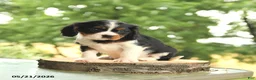 Cavalier King Charles Spaniel dogs for sale: Bo  - Ad 3