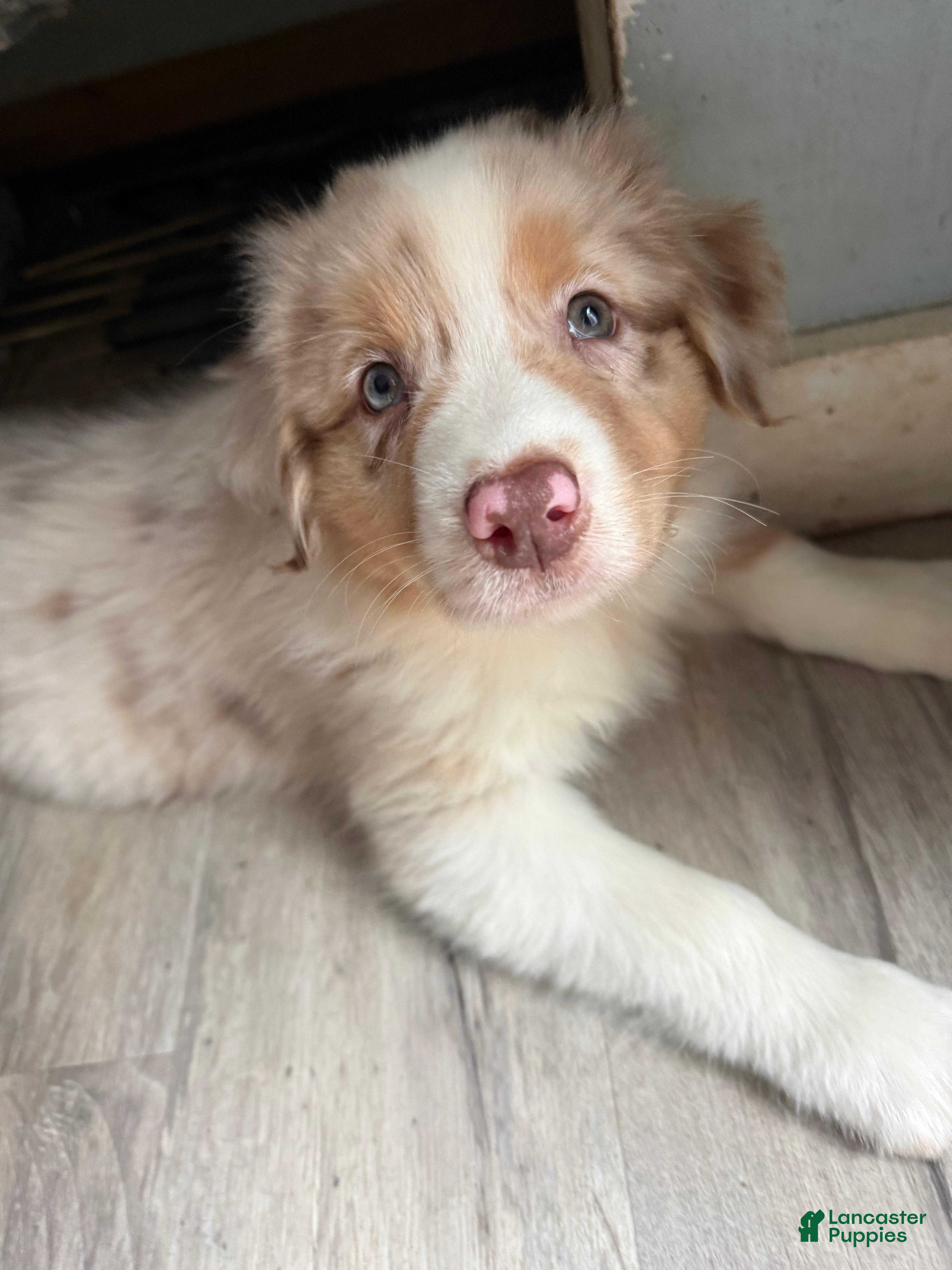 Australian Shepherd dogs Australian Shepherd 2 - Ad 4