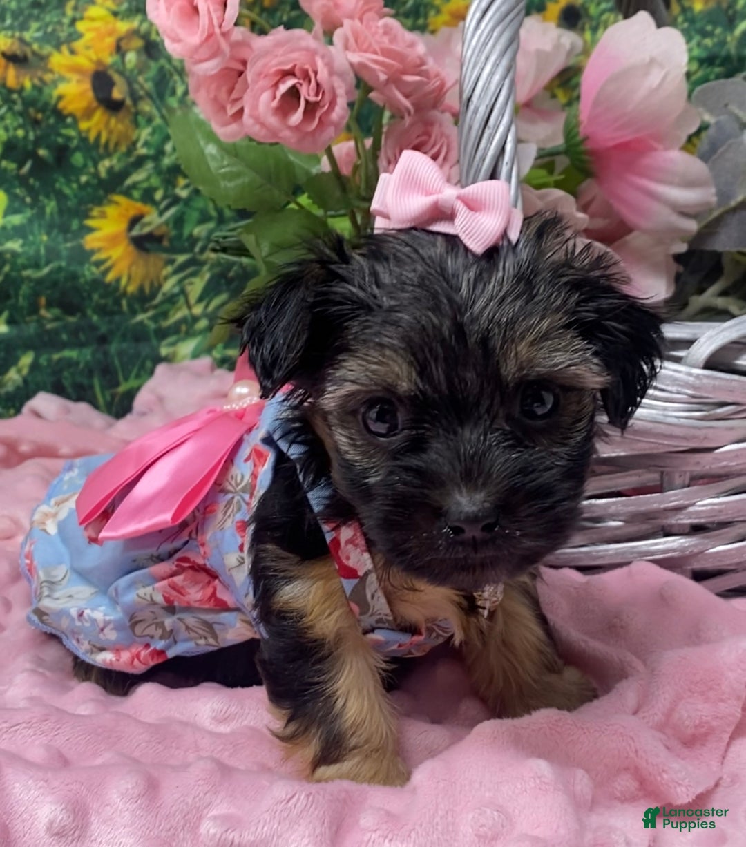 Shorkie dogs for sale: Lovely little Layla - Ad 4