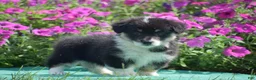 Welsh Corgi Pembroke dogs for sale: Jacey - Ad 3