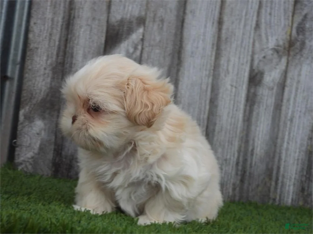 Shih Tzu dogs for sale: Scout - Ad 1