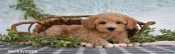 Bichpoo dogs for sale: Hansen - Ad 5