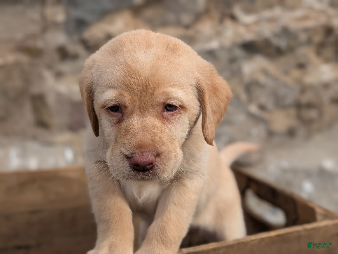 Labrador Retriever dogs Rylee - Ad 26