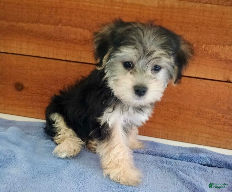 Morkie dogs Princess - Ad 2