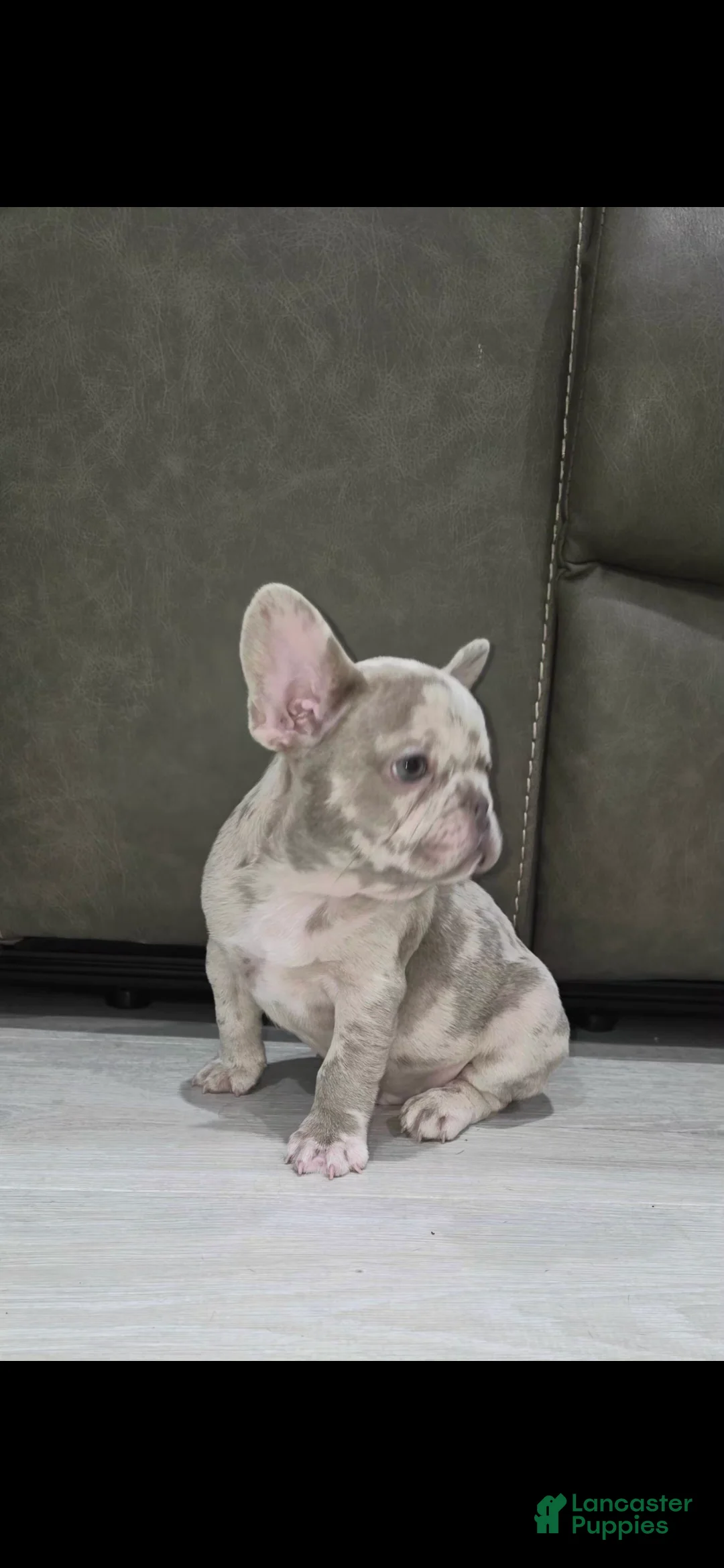 French Bulldog dogs for sale: Stark - Ad 1