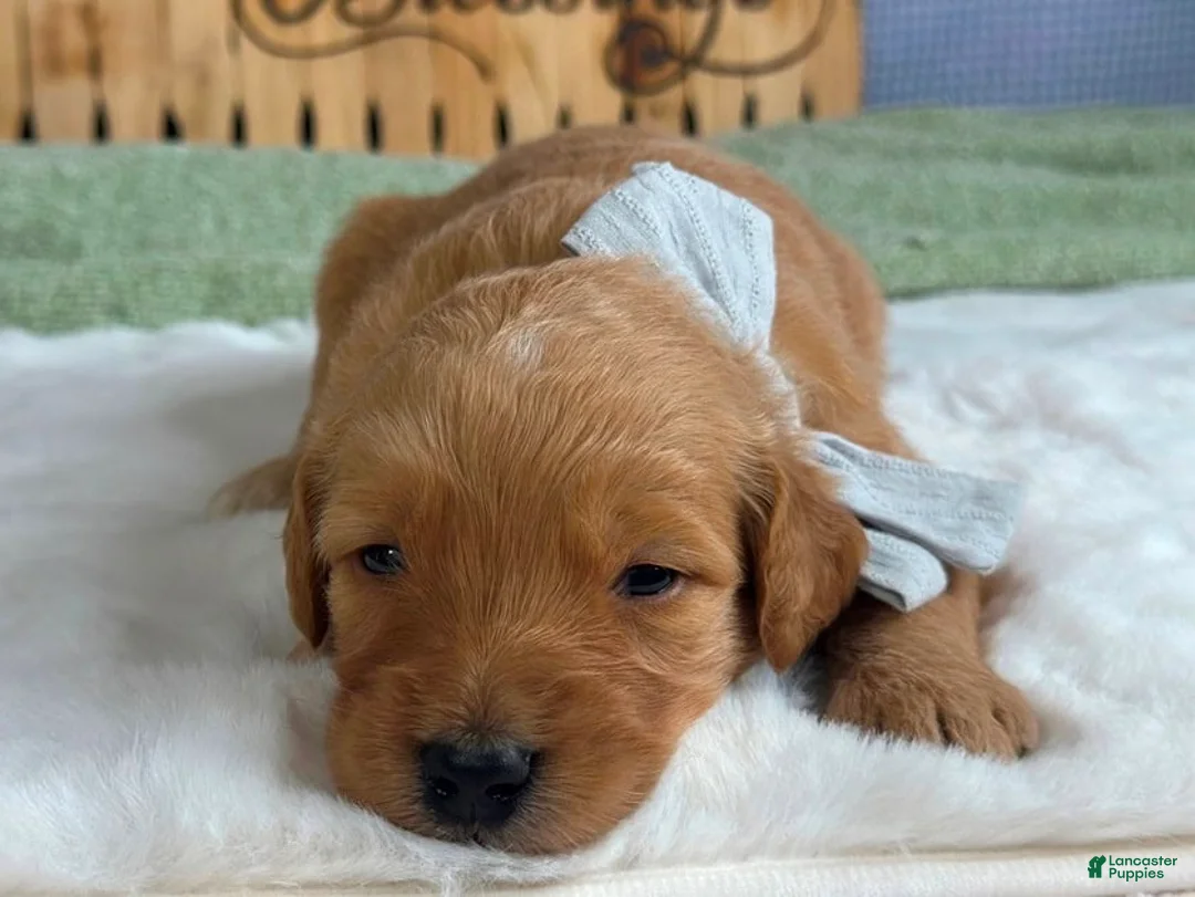 Goldendoodle dogs for sale: Wendell - Ad 2